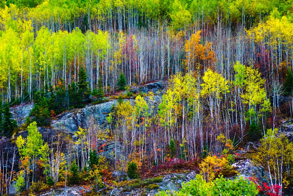 a forest filled with lots of trees next to a hillside