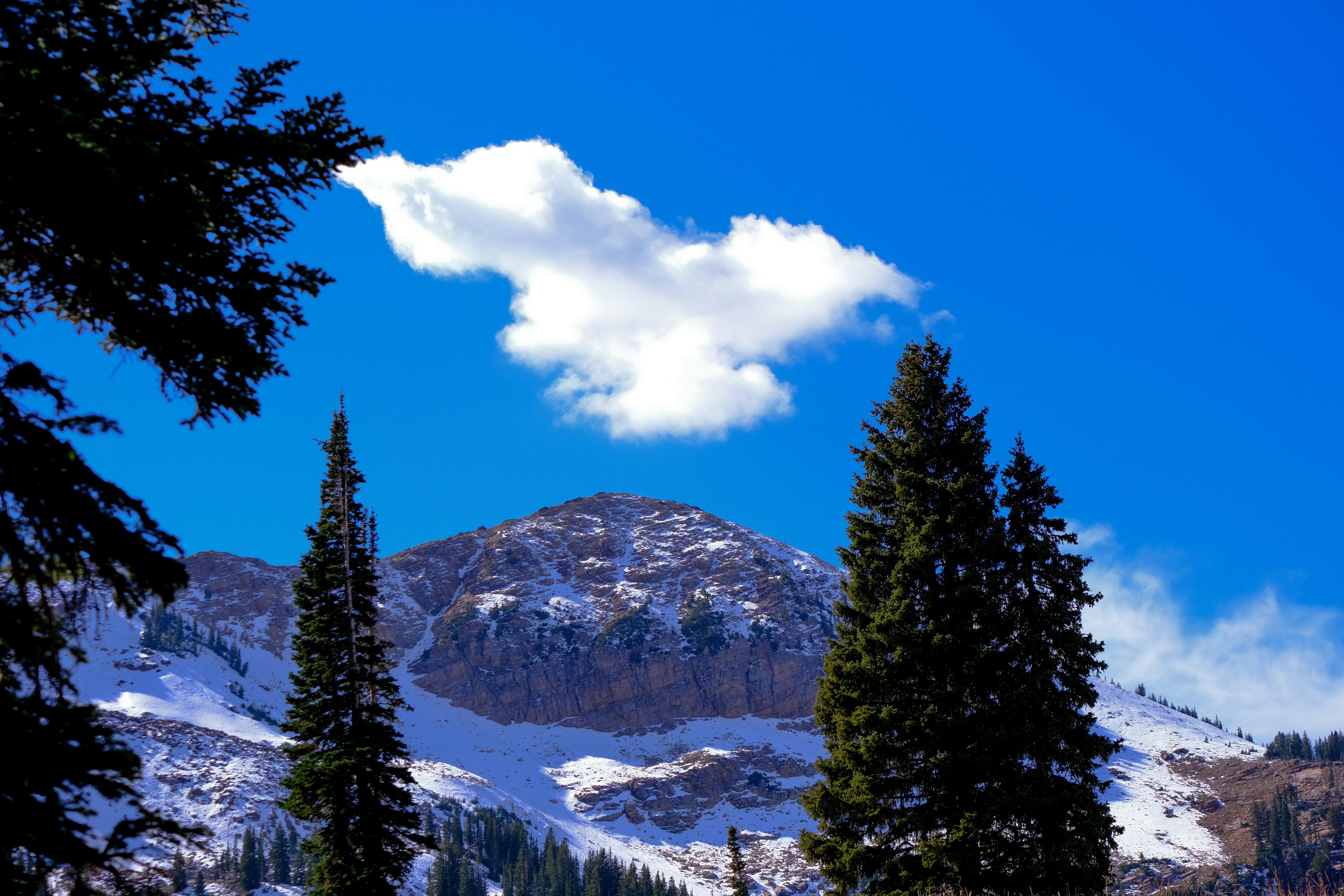 a snow covered mountain with trees in the foreground