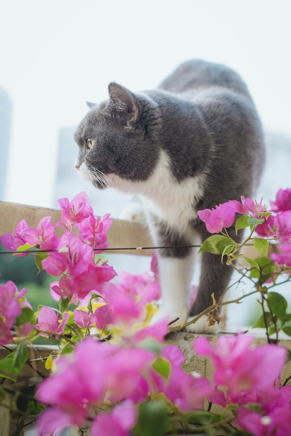 a gray and white cat standing on top of a wooden fence