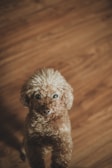 A small, curly-haired dog looks up with bright, attentive eyes against a textured wooden floor. The dog's fur is a rich brown color, blending slightly with the background.