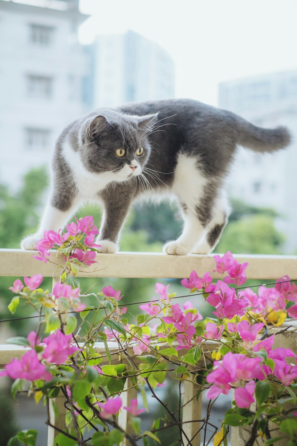 a gray and white cat standing on top of a wooden fence