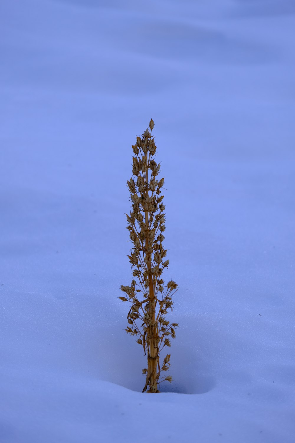 a small plant sprouts out of the snow