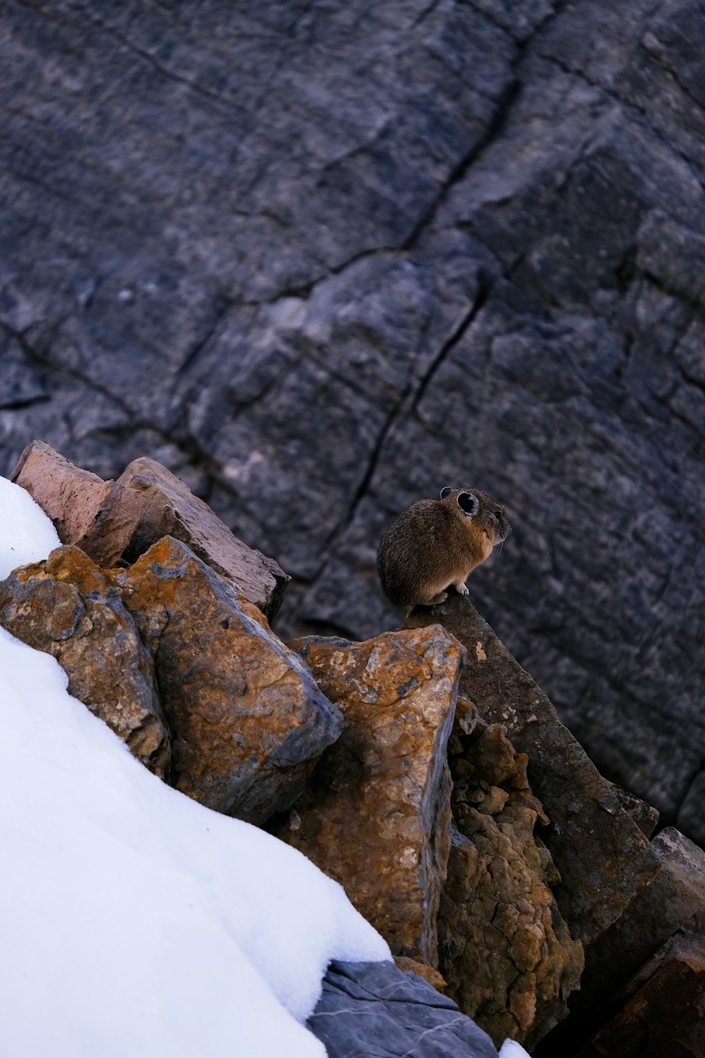 a small bird sitting on top of a pile of rocks