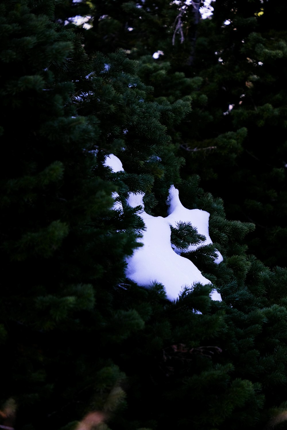 a snow covered pine tree in a forest