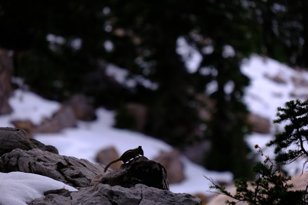 雪の中の岩に鳥が止まっている