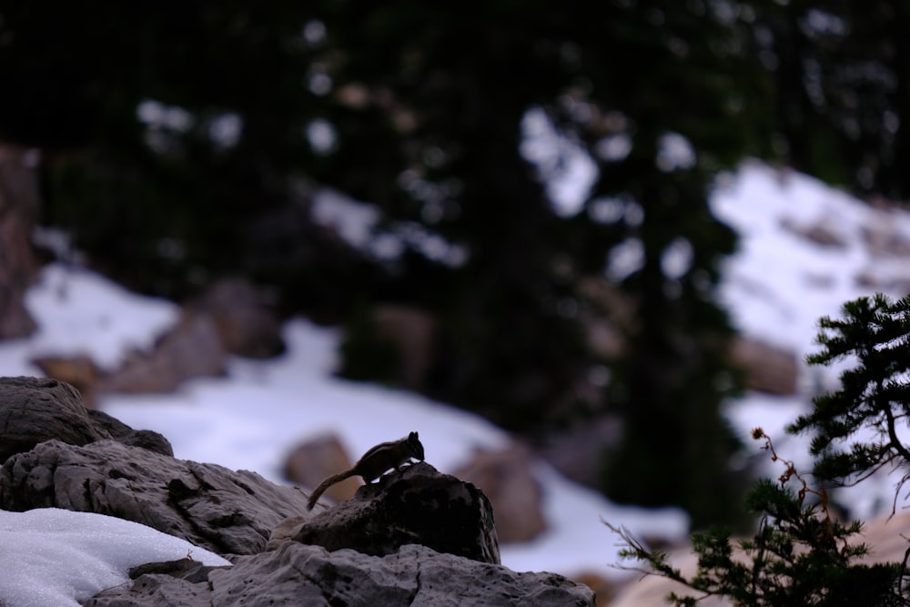 Un oiseau est perché sur un rocher dans la neige