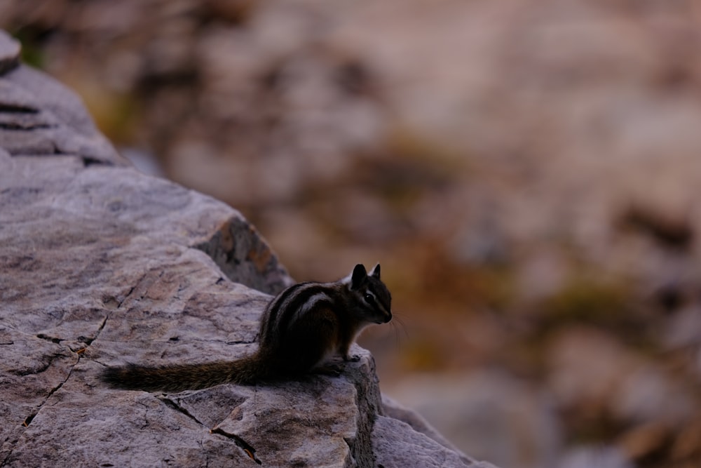 a small squirrel sitting on top of a rock