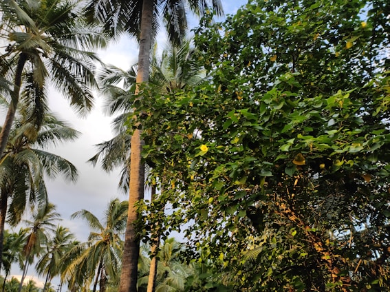 A vibrant tropical landscape of Reunion Island with sunlight filtering through palm trees.