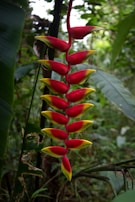 A close-up of a vibrant tropical flower native to Pernambuco’s lush landscapes.