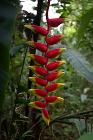 A vibrant tropical flower with a long stem, featuring bright red petals tipped with yellow. It is surrounded by lush green foliage in a dense jungle setting.