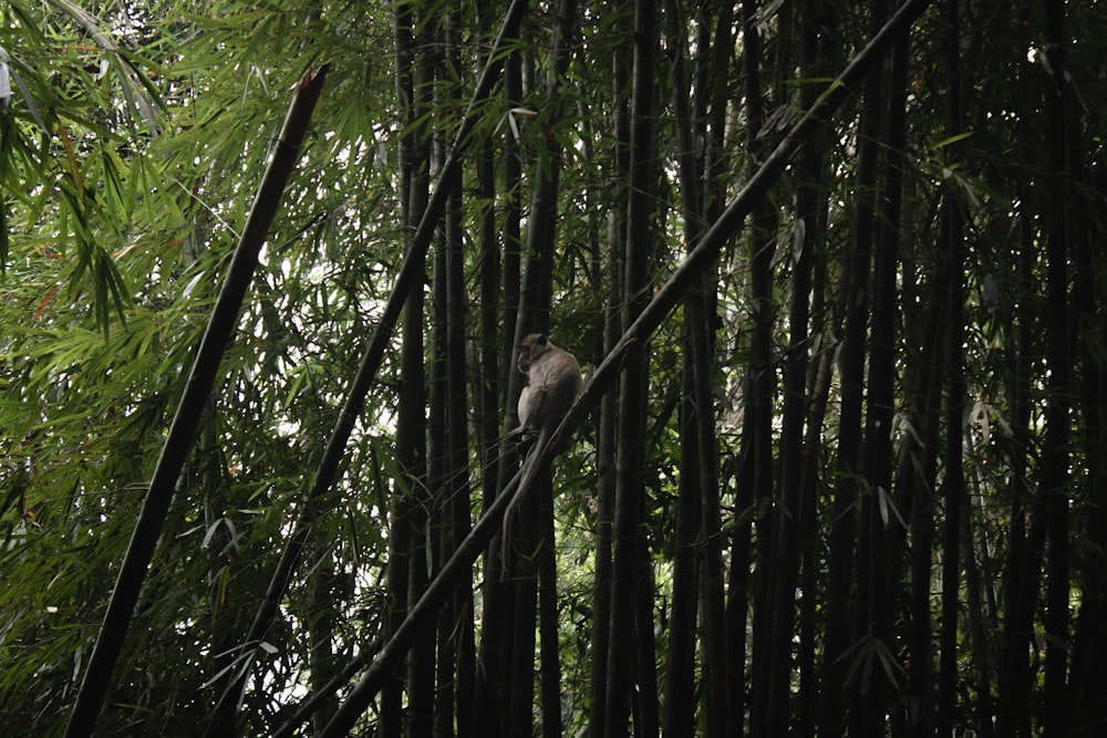 a bird perched on a branch in a bamboo forest