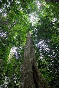 a tall tree in the middle of a forest