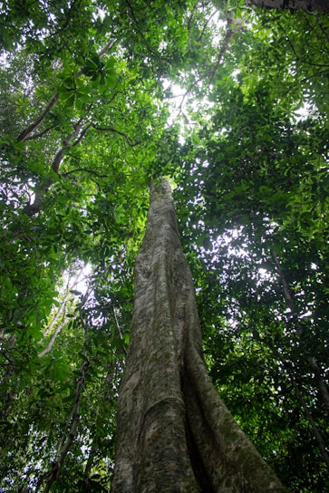 a tall tree in the middle of a forest