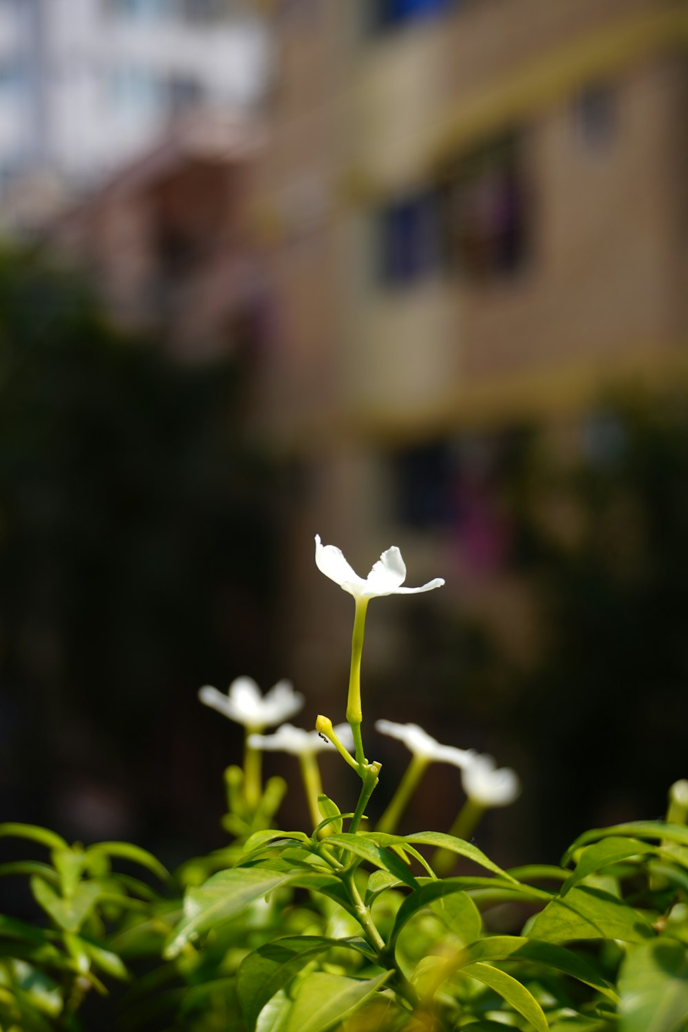 uma pequena flor branca está crescendo em um jardim