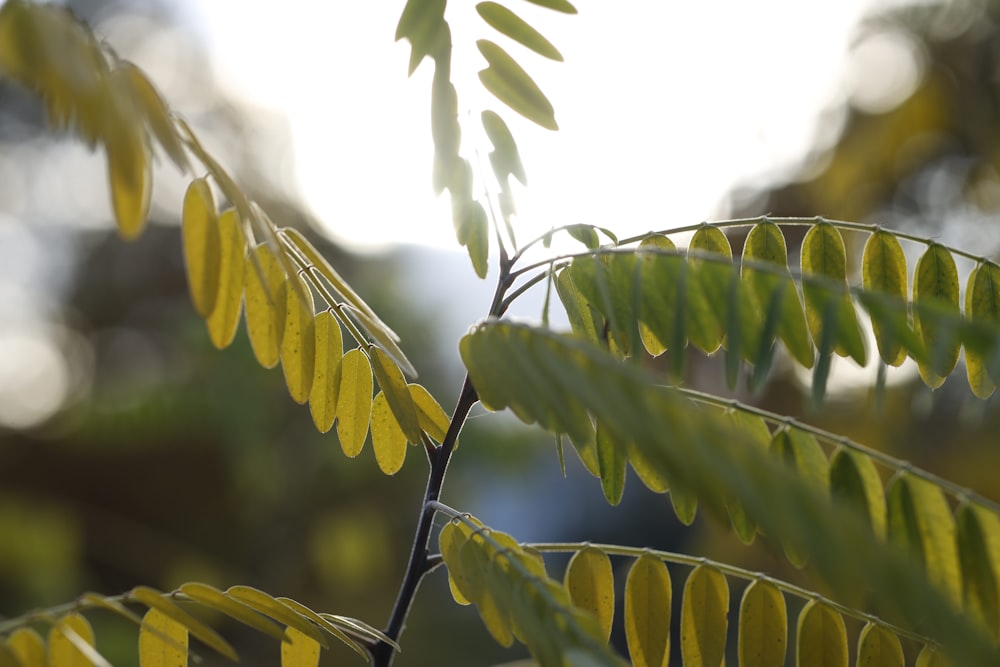 a close up of a tree branch with leaves