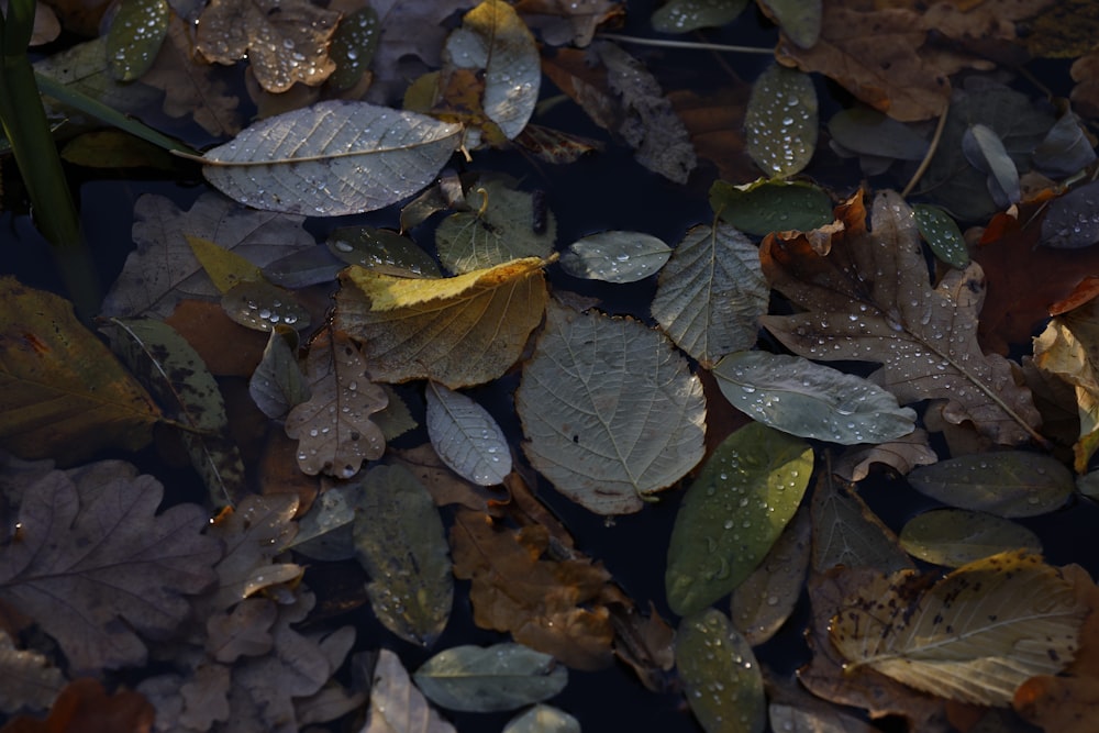 a group of leaves floating on top of a body of water