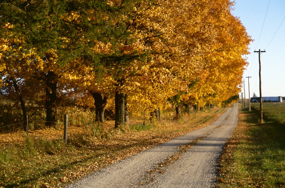 uma estrada rural cercada por árvores com folhas amarelas