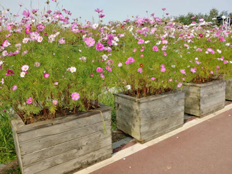 A row of colorful planters lined up along a garden path with blooming flowers