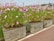 A row of large wooden planters containing lush green plants with numerous pink and white flowers. The planters are aligned on a paved surface, and the environment appears to be a garden or park.
