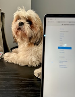 A fluffy dog with long fur sits on a dark table, looking to the side. Part of a laptop screen is visible in the foreground, showing a blurred website or document.