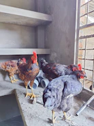 Technicians installing modern poultry equipment in a bright barn.