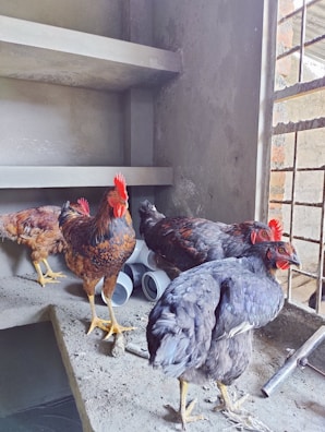 A modern breeder house with female birds in a bio-secure environment.