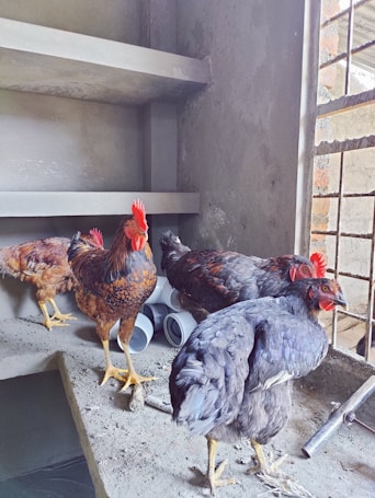 Several chickens with colorful plumage are gathered inside a partially constructed building. They are standing on a concrete surface, near some metal pipes and construction materials. The area is enclosed by metal bars that let in natural light.