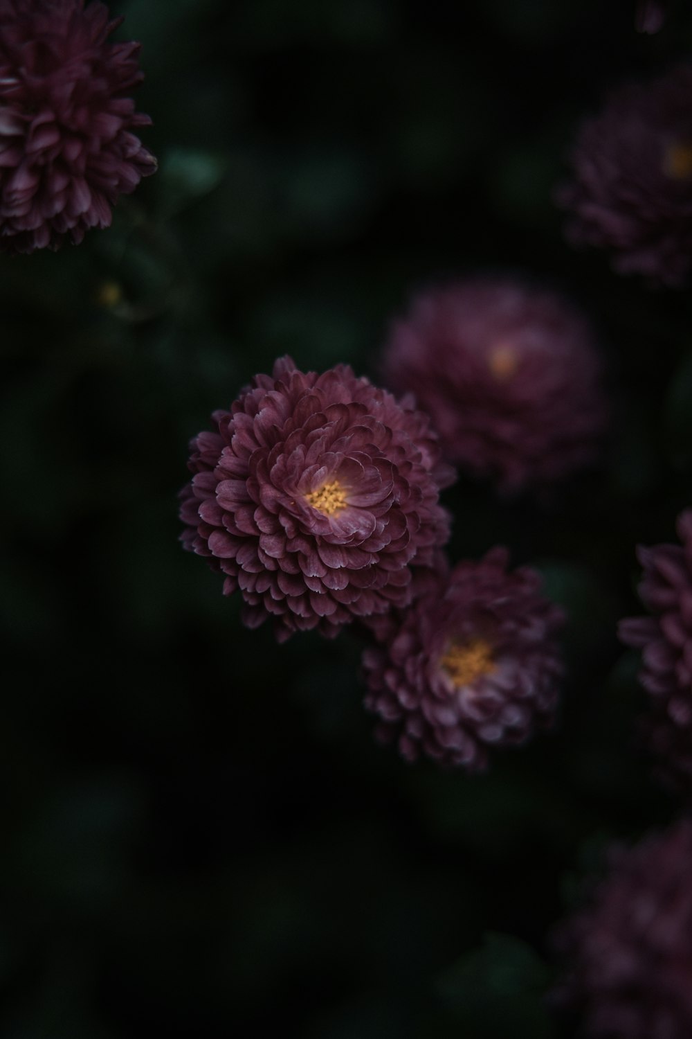 a bunch of purple flowers are in the dark