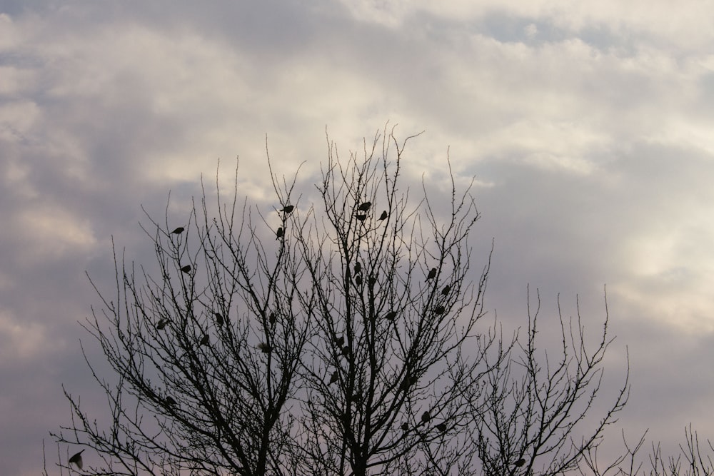 a flock of birds sitting on top of a tree