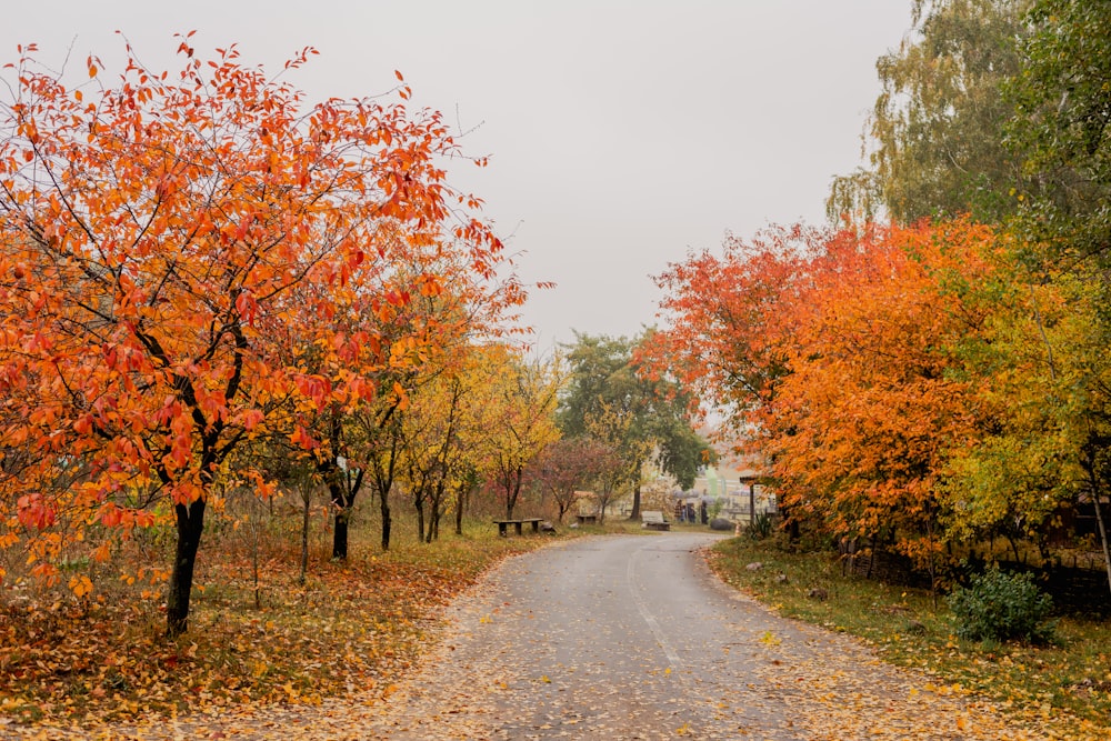 a road surrounded by trees with orange and yellow leaves