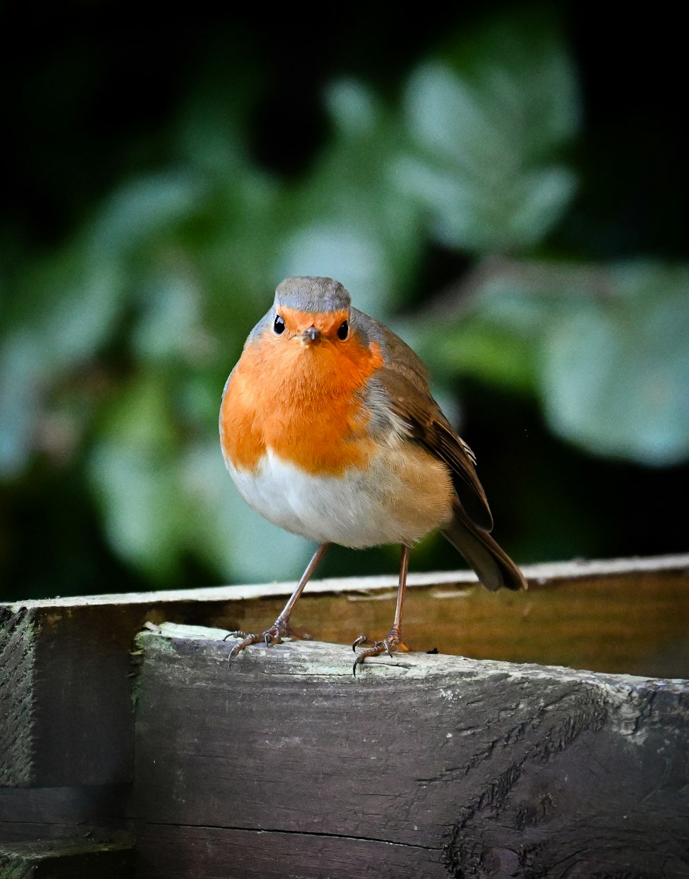 a small bird perched on a wooden ledge