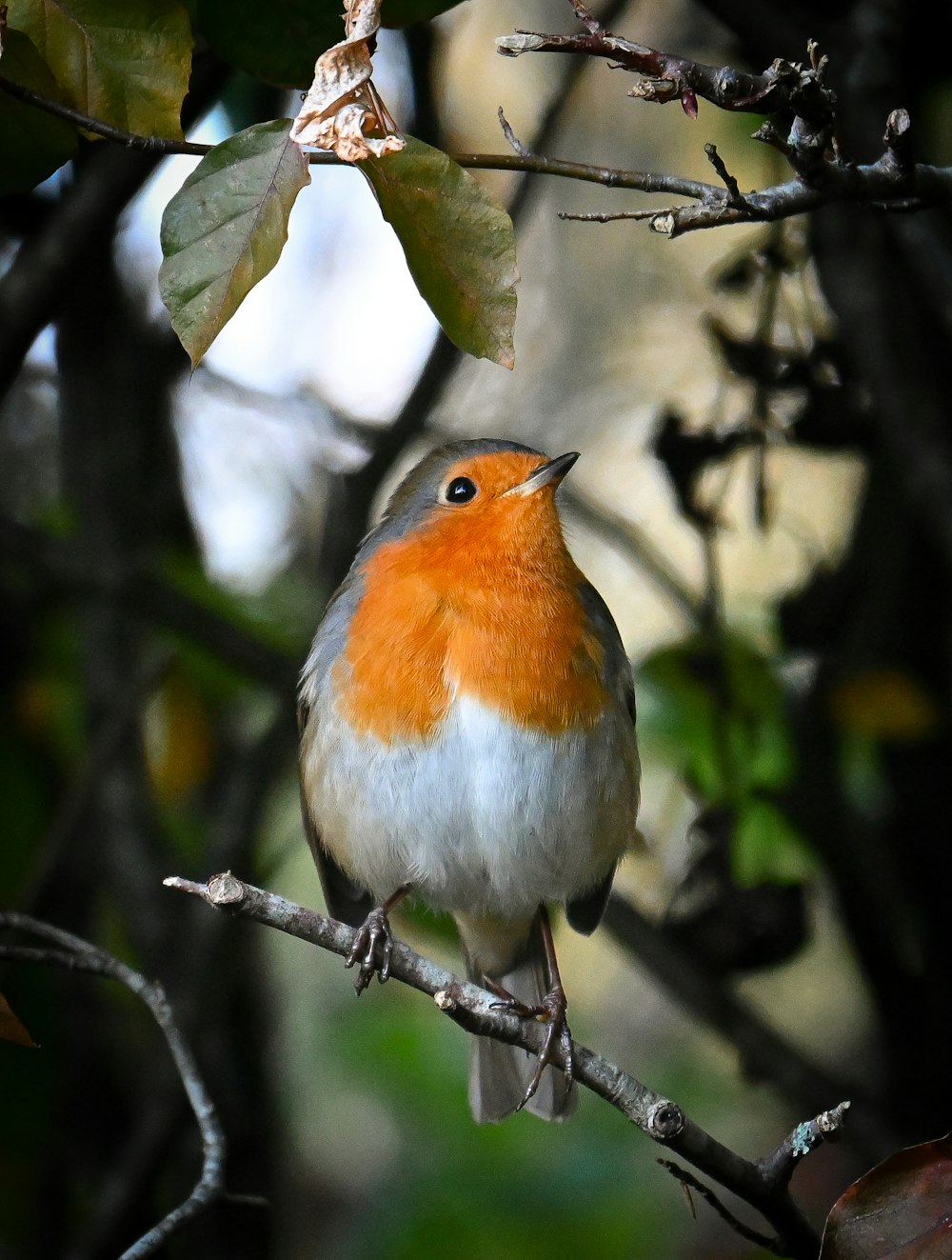 a small bird perched on a tree branch