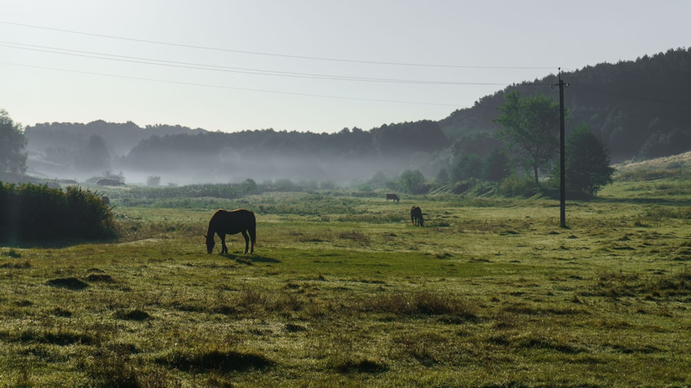 a horse grazing in a field with trees in the background