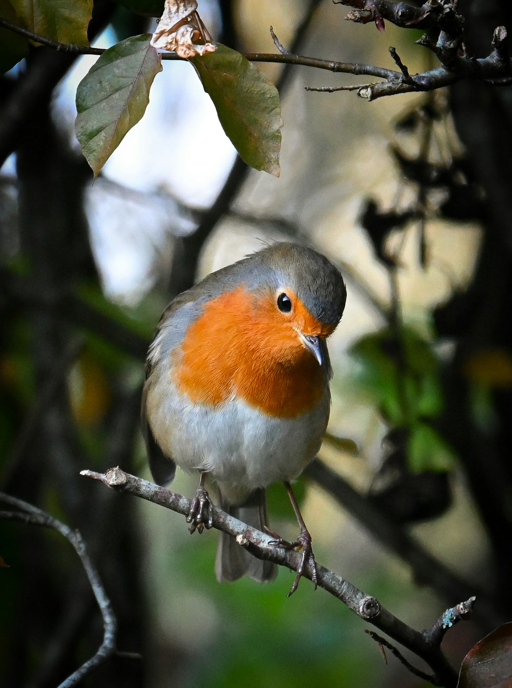 a small bird perched on a tree branch