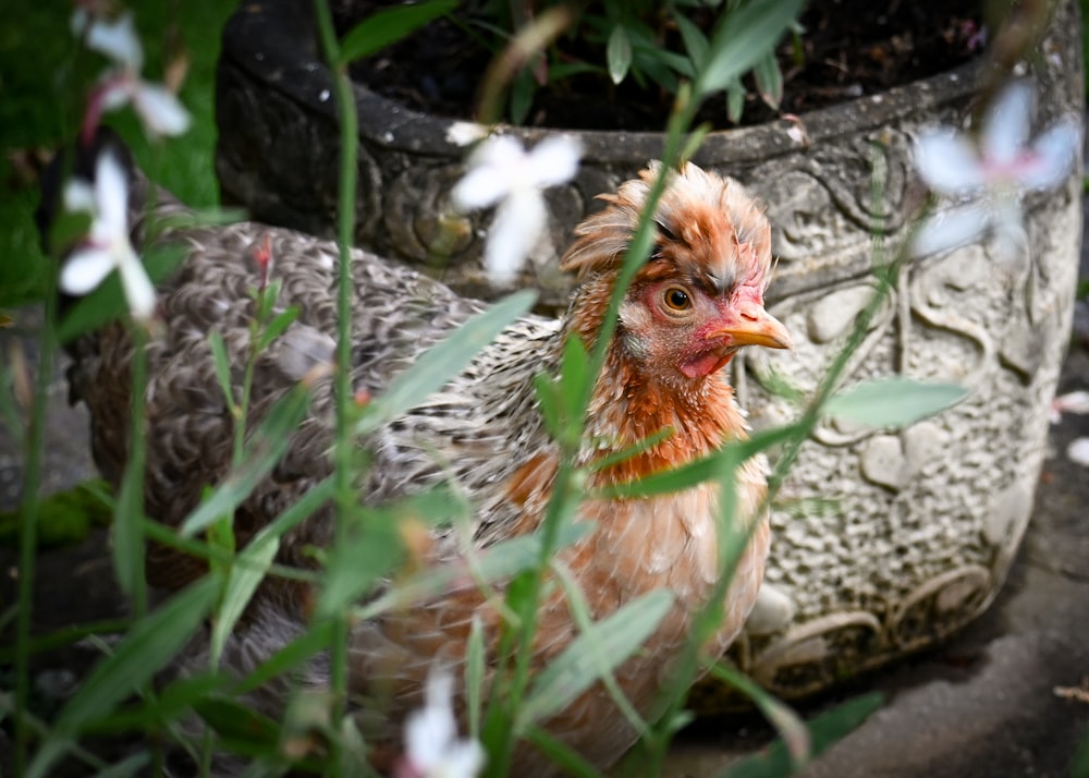a close up of a chicken near some flowers