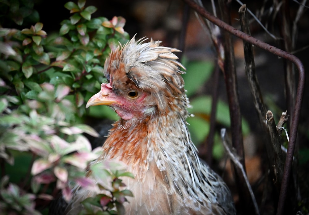 um close up de uma galinha perto de um arbusto