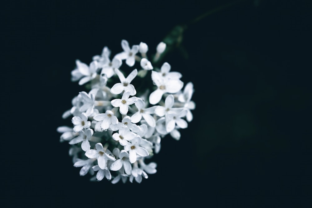 a bunch of white flowers on a black background