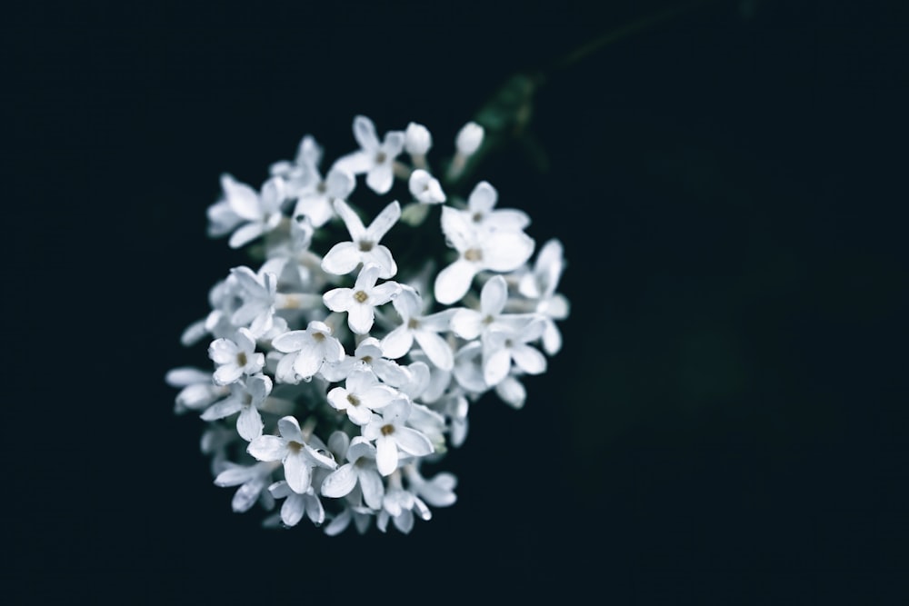 un bouquet de fleurs blanches sur fond noir