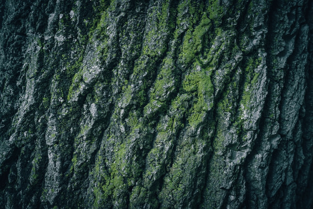 the bark of a tree with green moss growing on it