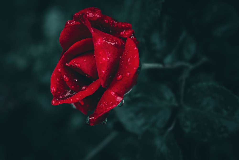 a red rose with water droplets on it