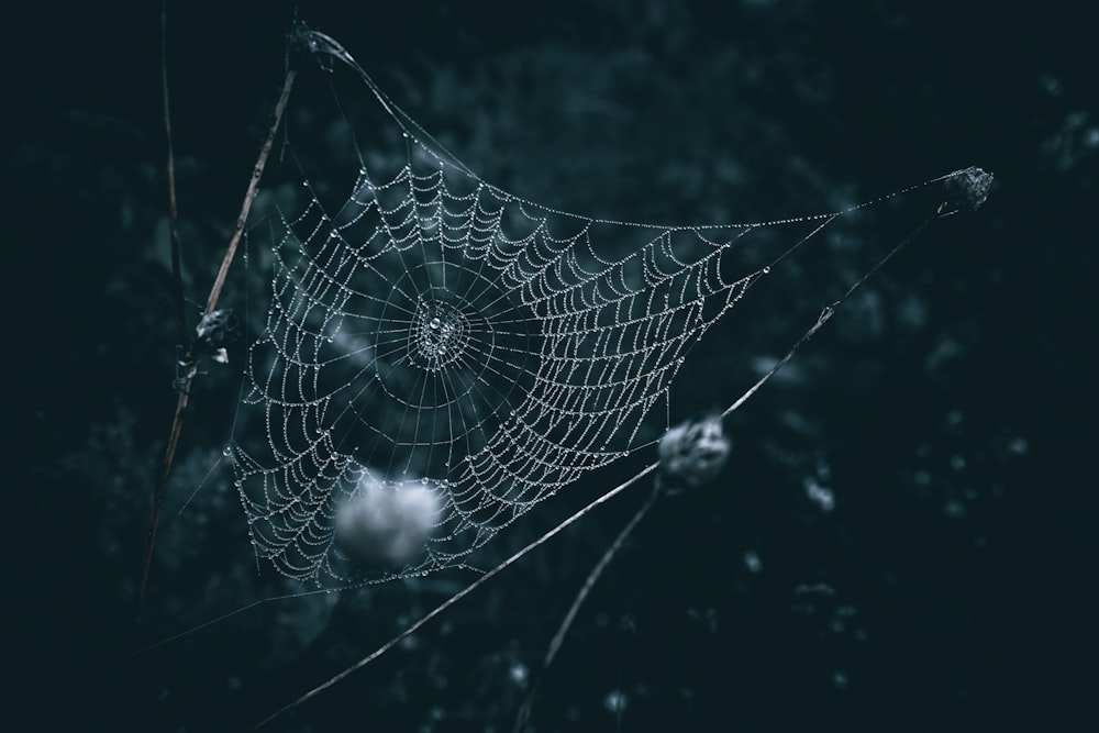 ein Spinnennetz mit Wassertropfen darauf