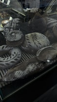 An assortment of artisanal breads is displayed inside a glass case. The breads are decorated with intricate patterns of flour and some have decorative scoring on their crusts. The scene includes various shapes such as round loaves, baguettes, and a wreath-shaped bread, all with a dark brown crust and a dusting of flour.