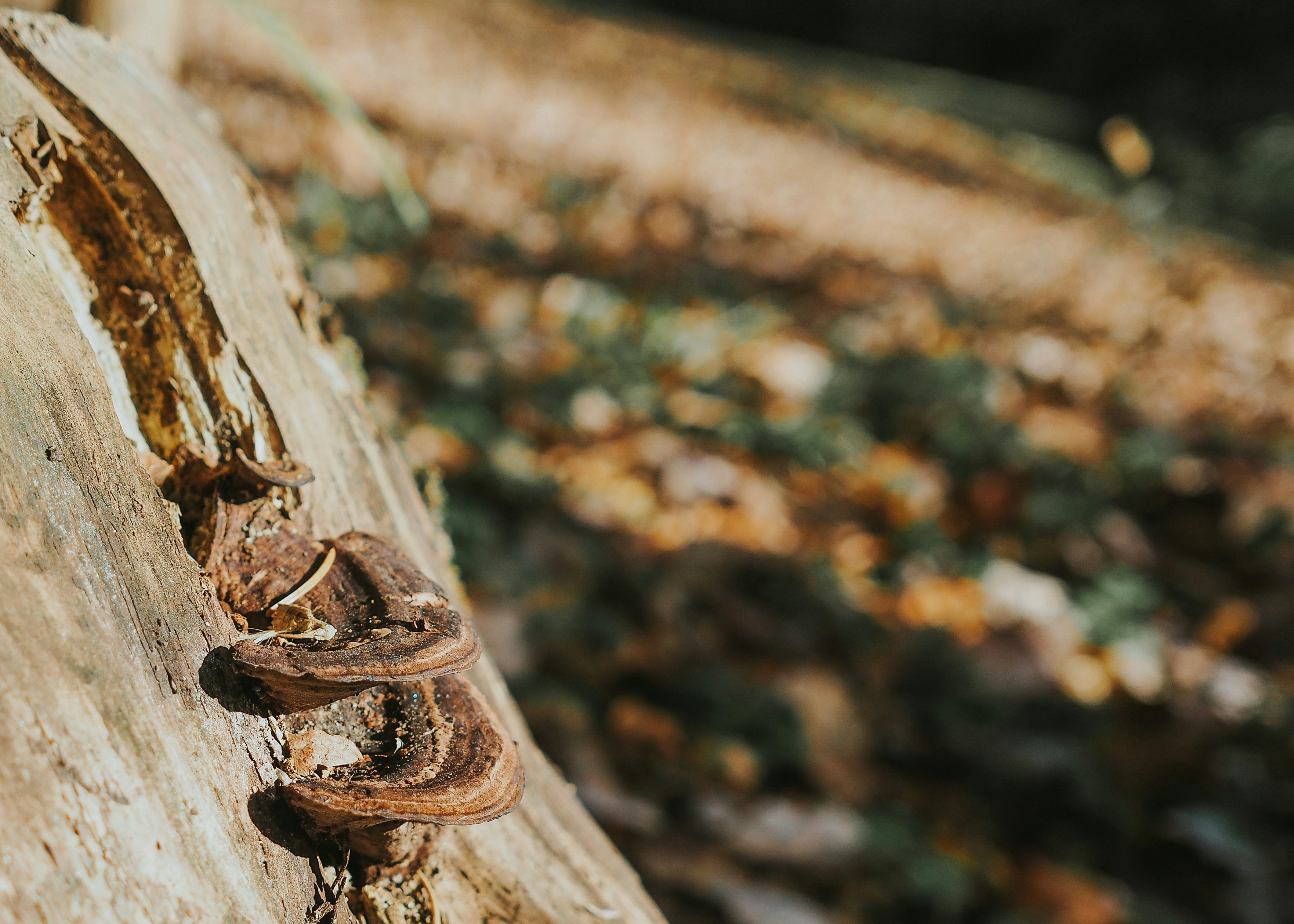 Photo by fieldworkframes