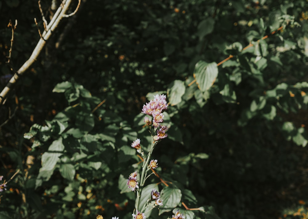 a bunch of flowers that are in the grass