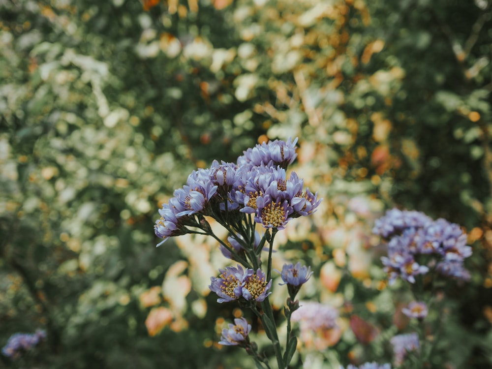 a bunch of flowers that are in the grass