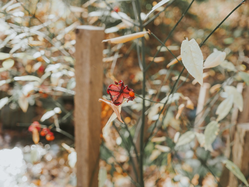 a close up of a red flower on a plant