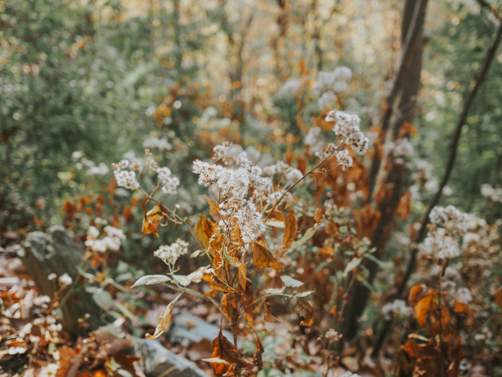 a bunch of flowers that are in the grass