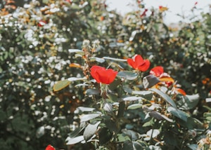 Rosas Rojas