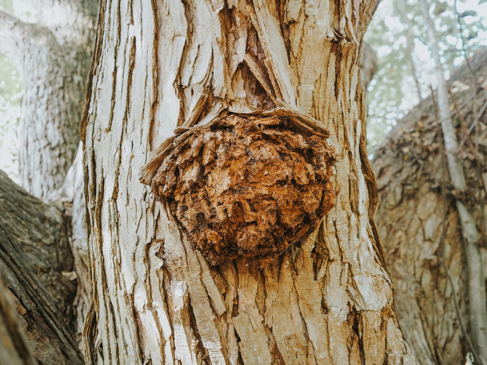 a tree with a nest in the bark