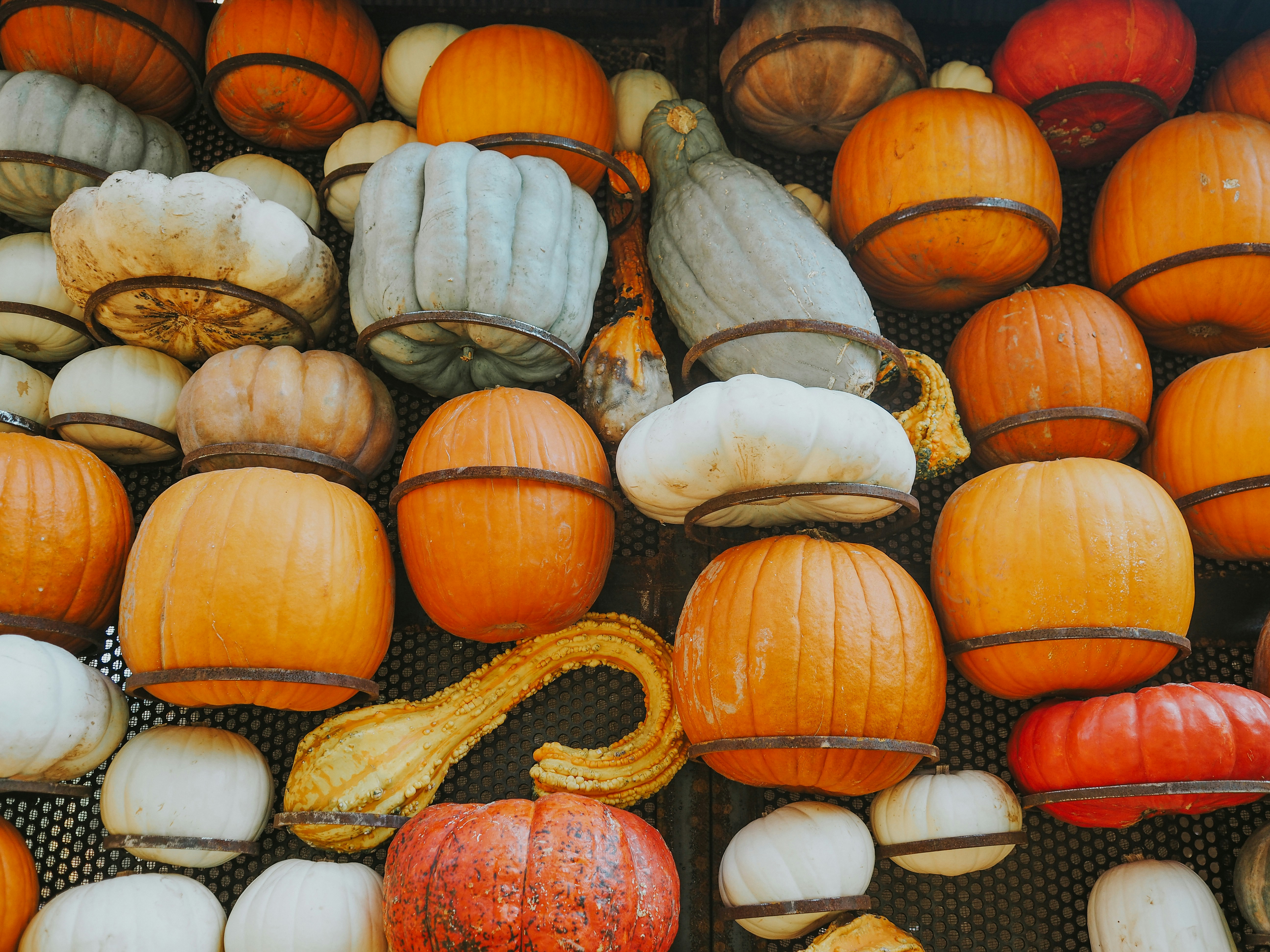 A pile of pumpkins and gourds sitting on a table photo Free Morris